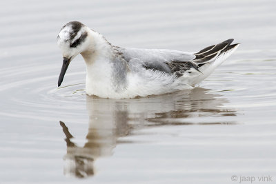 Red Phalarope - Rosse Franjepoot -  Phalaropus fulicarius