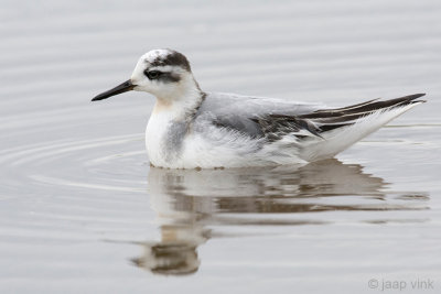 Red Phalarope - Rosse Franjepoot -  Phalaropus fulicarius