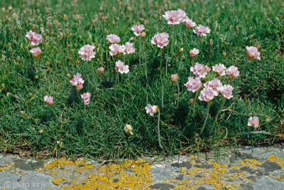 Sea Pink - Engels Gras - Armeria maritima