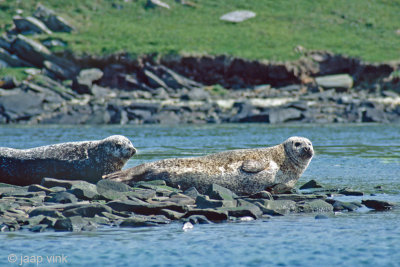 Harbour Seal - Gewone Zeehond - Phoca vitulina