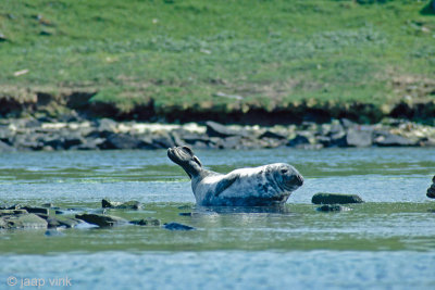 Harbour Seal - Gewone Zeehond - Phoca vitulina