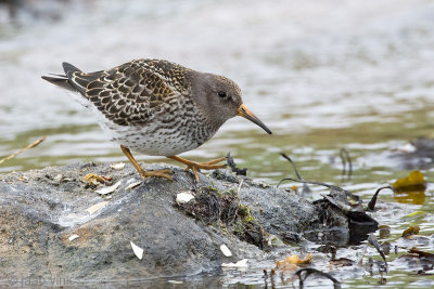 Purple Sandpiper - Paarse Strandloper - Calidris maritima