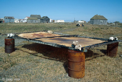 Preparing Walrus hides - Bewerken van Walrushuiden