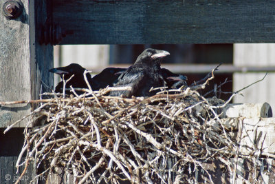 Raven nest with young - Nest van een Raaf met jongen 