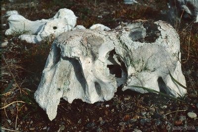 Walrus skull - Walrusschedel