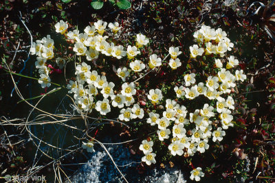 Pincushion plant - Diapensia lapponica obovata