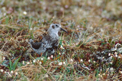 Rock Sandpiper - Beringstrandloper - Calidris ptilocnemis
