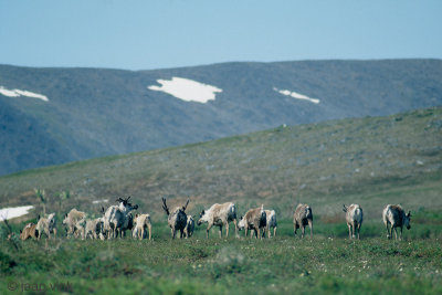 Reindeer - Rendieren