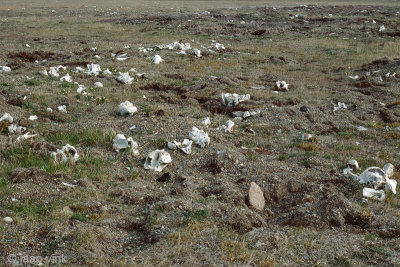 Animal remains - Overblijfselen van dieren