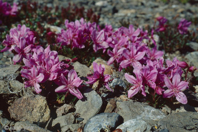 Kamchatka Rhododendron - Rhododendron camtschaticum