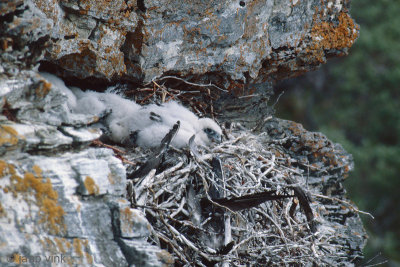 Gyrfalcon nest - Giervalknest - Falco rusticolus