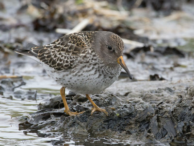 Purple Sandpiper - Paarse Strandloper - Calidris maritima