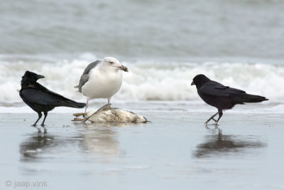 Greater Black-backed Gull - Grote Mantelmeeuw - Larus marinus