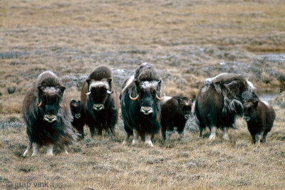 Cambridge Bay, Nunavut, Canada, June/July 1983 & 1986: Birds & Mammals