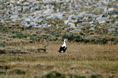 King Eider - Koningseider - Somateria spectabilis