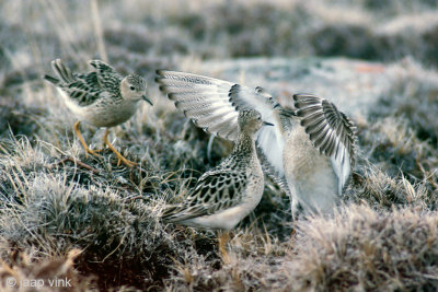 Buff-breasted Sandpiper - Blonde Ruiter - Tryngites subruficollis