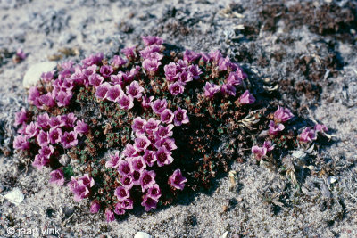Purple Saxifraga - Zuiltjessteenbreek - Saxifraga oppositifolia