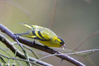 Eurasian Siskin - Sijs - Carduelis spinus