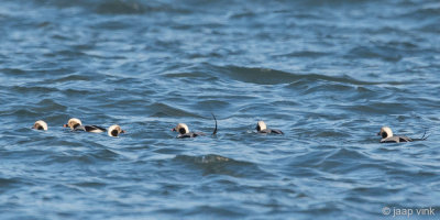 Long-tailed Duck - IJseend - Clangula hyemalis