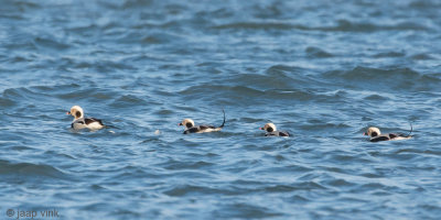 Long-tailed Duck - IJseend - Clangula hyemalis