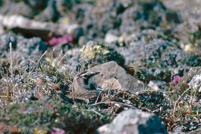 Horned Lark - Strandleeuwerik - Eremophila alpestris