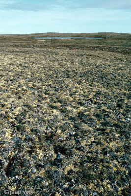 Tundra south of Mount Pelly - Toendra ten zuiden van Mount Pelly