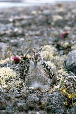 Bairds Sandpiper - Bairds Strandloper - Calidris bairdii