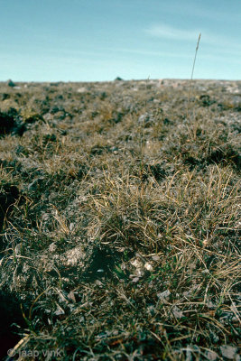 Semipalmated Sandpiper - Grijze Strandloper - Calidris pusilla