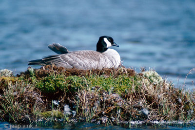 Cackling Goose - Kleine Canadese Gans - Branta hutchinsii