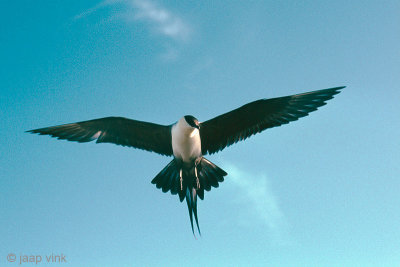Long-tailed Skua - Kleinste Jager - Stercorarius longicaudus