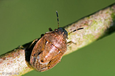Small Grass Shield Bug - Kleine Grasschildwants - Neottiglossa pusilla