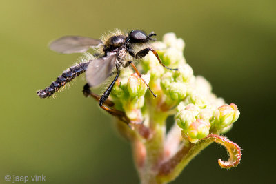 Lesser Variable Bibio - Kleine Rouwvlieg - Bibio lanigerus