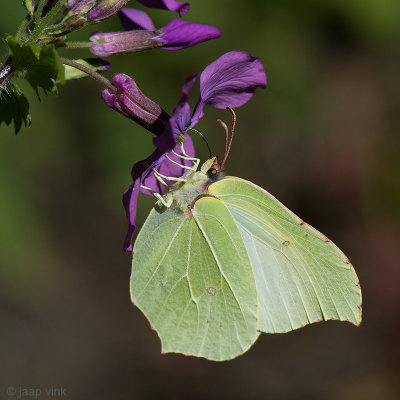 Brimstone - Citroenvlinder - Gonepteryx rhamni