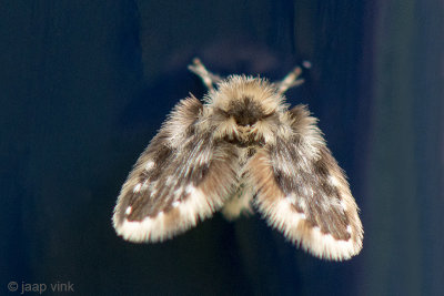 Moth Midge - Motmug - Clytocerus splendidus