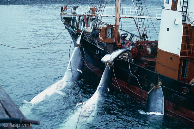 Whaling Vessel