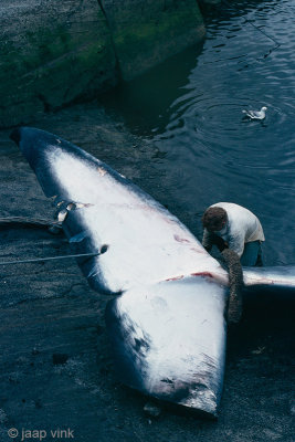 Whaling Station