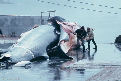 Iceland, June 28, 1979: Whaling Station Hvalfjördur