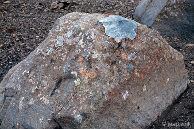 Lichens on a rock
