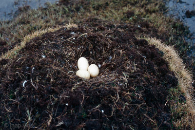 Nest of Whooper Swan - Nest van Wilde Zwaan