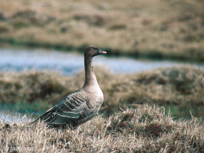 Pink-footed Goose - Kleine Rietgans - Anser brachyrhynchus