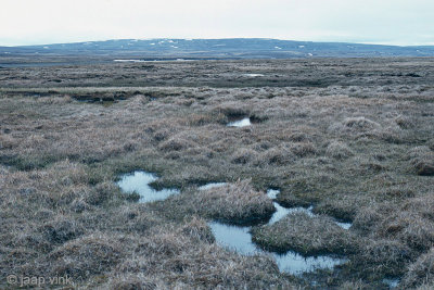 Boggy meadows of Lodnaver - Kjlkaver