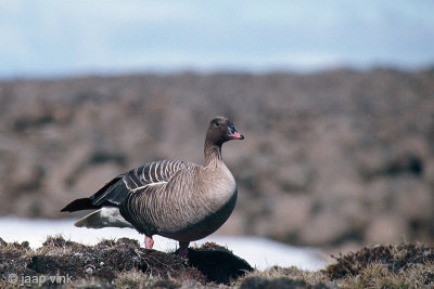Pink-footed Goose in breeding area - Kleine Rietgans in broedgebied