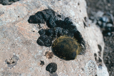 Signs of life in the volcanic stone and ash desert