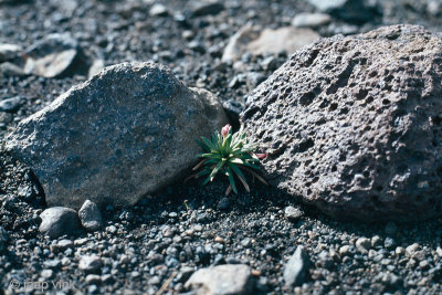 Signs of life in the volcanic stone and ash desert