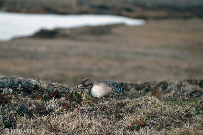 Pink-footed Goose nesting - Kleine Rietgans op nest