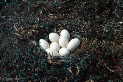 Nest of Pink-footed Goose - Nest van Kleine Rietgans