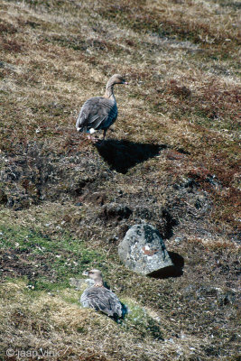 Pink-footed Goose nesting - Kleine Rietgans op nest