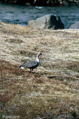 Pink-footed Goose in breeding area - Kleine Rietgans in broedgebied