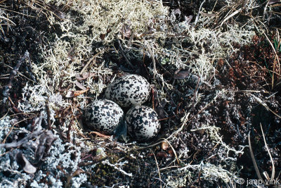 Nest of Golden Plover - Nest van Goudplevier