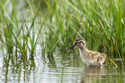 Common Redshank - Tureluur - Tringa totanus